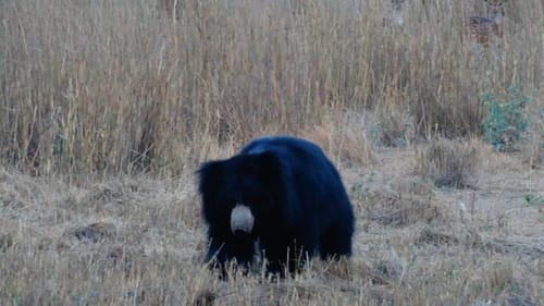 Pench National Park Wildlife