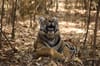 Pench National Park