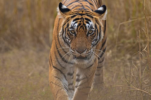 Tiger in Ranthambore