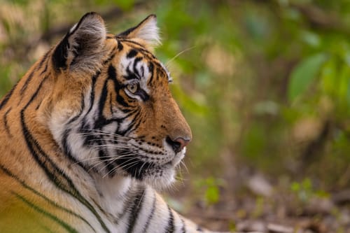 Tiger in Ranthambore