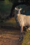 Ranthambore National Park