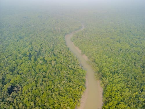 Mangrove Forest in Sundarban