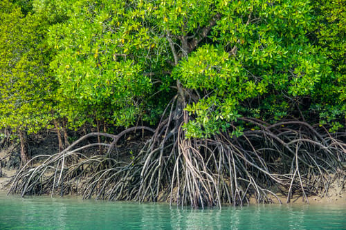 Royal Bengal Tiger in Sundarban
