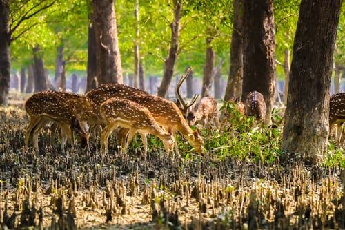 Mangrove Forest in Sundarban