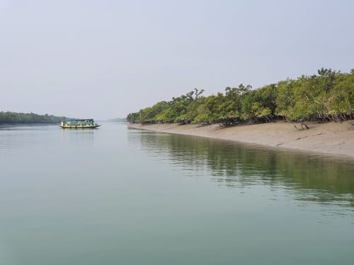 Royal Bengal Tiger in Sundarban