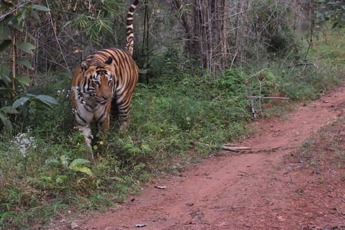 Tiger in Tadoba