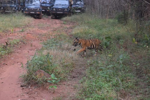 Tiger in Tadoba