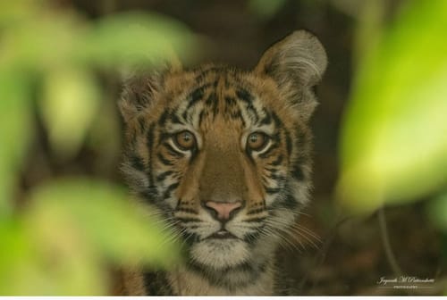 Tiger in Tadoba