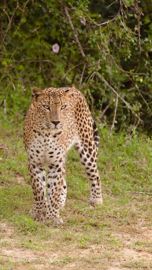 Tiger in Tadoba