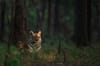 Tadoba Andhari National Park