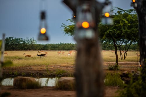 Blackbuck National Park