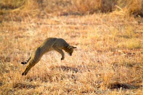 Blackbuck National Park