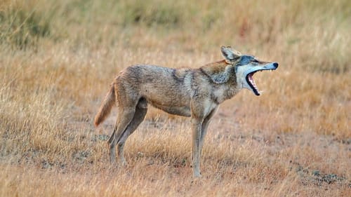 Blackbuck National Park