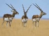 Blackbuck National Park, Velavadar