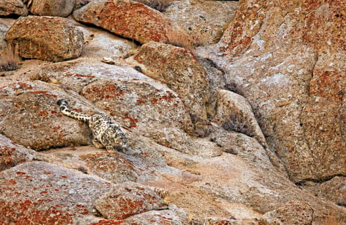 Snow Leopard in Himalayas