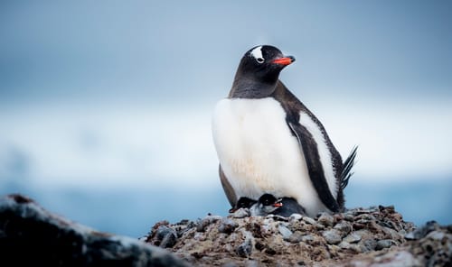 Antarctic Landscape