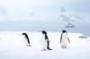 The Antarctica
