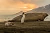 South Georgia Island