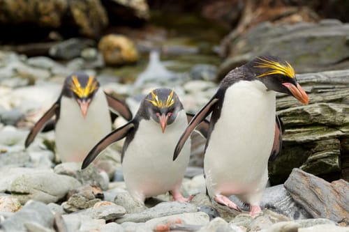 South Georgia Wildlife