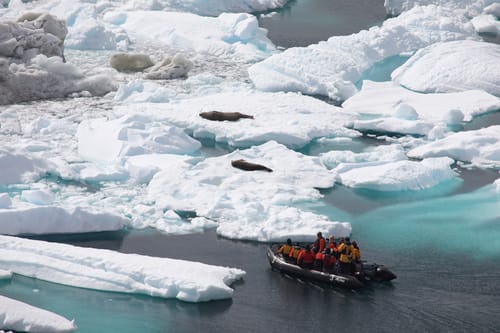 Antarctic Penguins