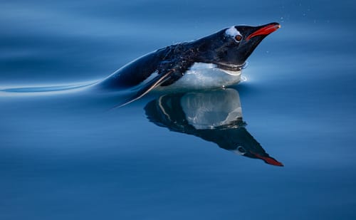 South Georgia Wildlife