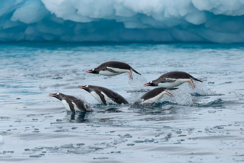 Antarctic Penguin Colony