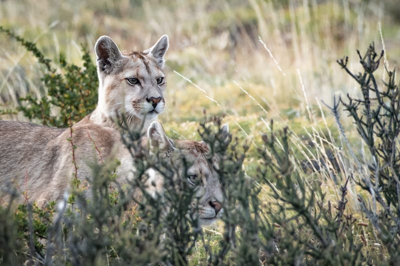 Patagonian Puma Tracking
