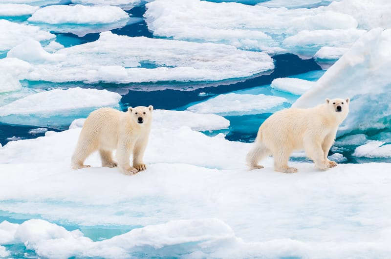 Polar Bear Expedition