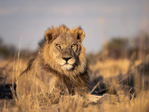 Central Kalahari