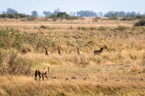 Central Kalahari
