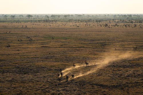 Central Kalahari