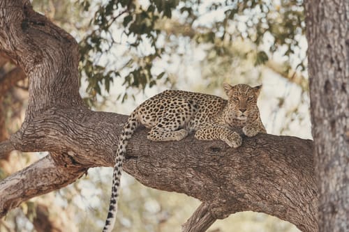Okavango Delta