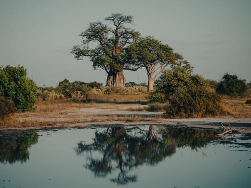 Savuti