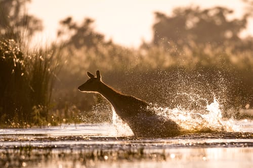Botswana wildlife