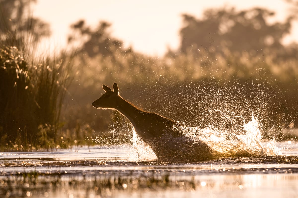 Botswana Green Season
