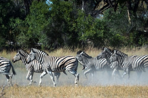 Botswana wildlife