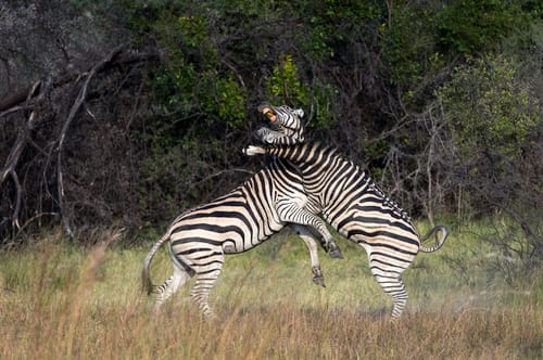 Botswana wildlife