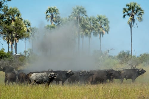 Botswana wildlife