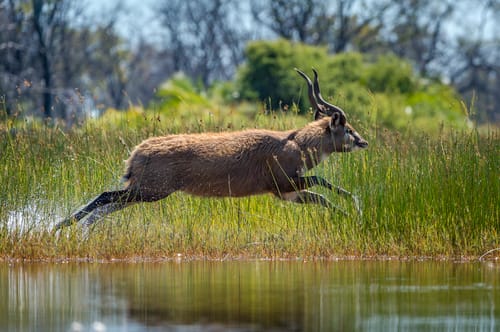 Botswana wildlife