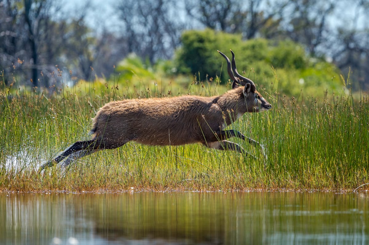 Botswana Peak Season