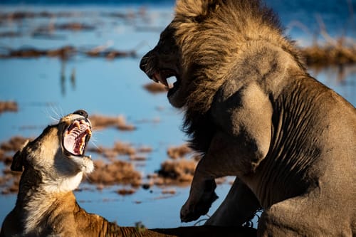 Botswana wildlife