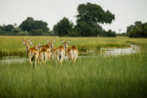 Botswana wildlife