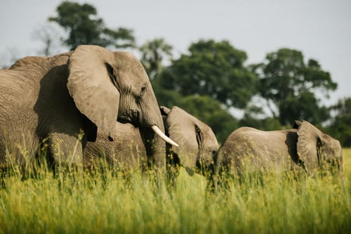 Botswana wildlife