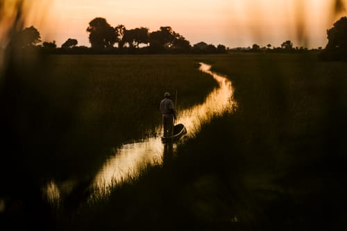 Botswana wildlife