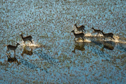 Botswana wildlife