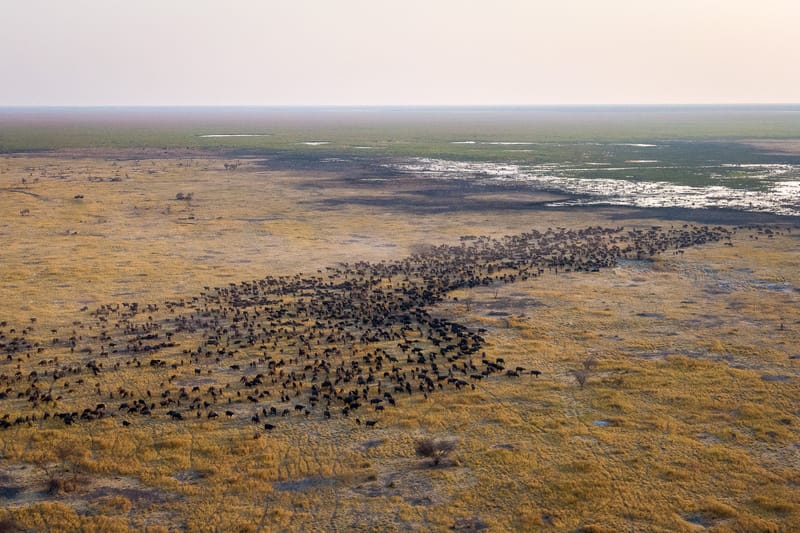 Zebra Migration