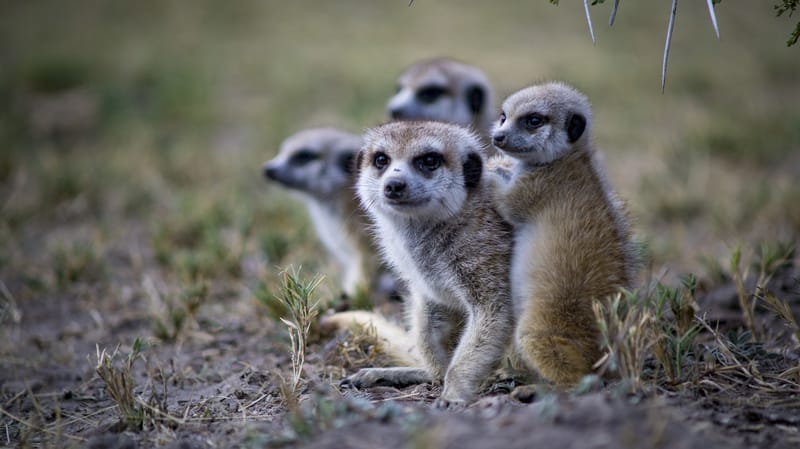 Meerkats Makgadikgadi