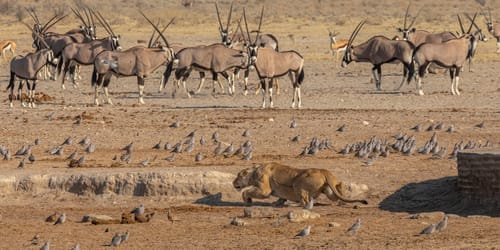 Etosha Pan