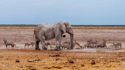 Etosha Pan