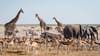 Etosha